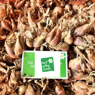 Củ giống Hành Ba Chài Zin(1kg)