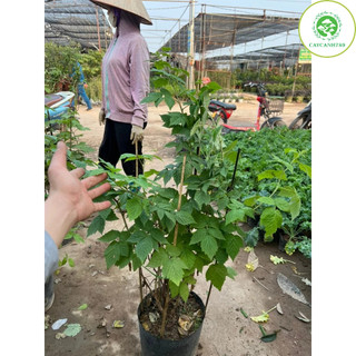 Cây phúc bồn tử mâm xôi trưởng thành cao 80cm...