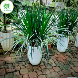  Chậu 3 cây phát tài núi phát lộc trưởng thành thân hoá gỗ  ảnh thật số 2  