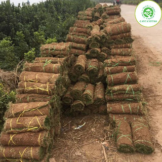 Cây cỏ nhật - Cỏ nhung nhật - cỏ lông heo (1 cuộn 0.4m2).