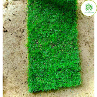 Cây cỏ nhật - Cỏ nhung nhật - cỏ lông heo (1 cuộn 0.4m2).