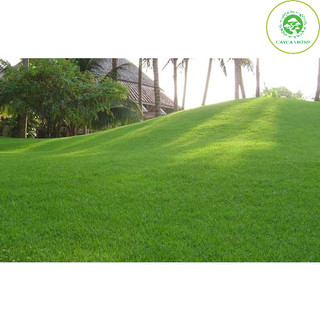 Cây cỏ nhật - Cỏ nhung nhật - cỏ lông heo (1 cuộn 0.4m2).