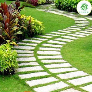 Cây cỏ nhật - Cỏ nhung nhật - cỏ lông heo (1 cuộn 0.4m2).