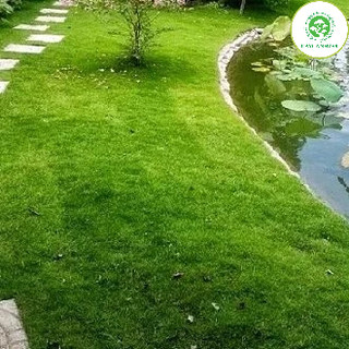 Cây cỏ nhật - Cỏ nhung nhật - cỏ lông heo (1 cuộn 0.4m2).