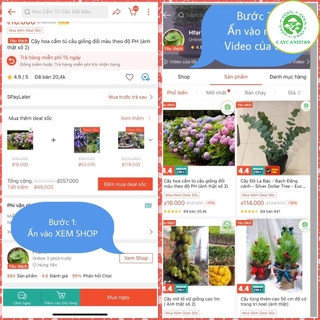 Cây cỏ nhật - Cỏ nhung nhật - cỏ lông heo (1 cuộn 0.4m2).