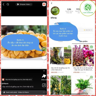Cây cỏ nhật - Cỏ nhung nhật - cỏ lông heo (1 cuộn 0.4m2).