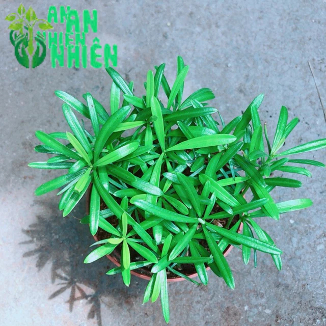 Cây Tùng Vạn Niên