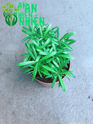Cây Tùng Vạn Niên
