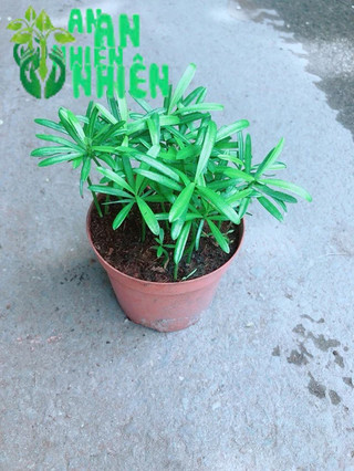Cây Tùng Vạn Niên