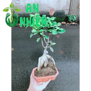 Chậu Cây Si Bonsai Nhật
