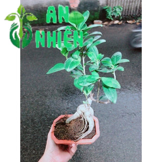 Chậu Cây Si Bonsai Nhật