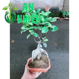 Chậu Cây Si Bonsai Nhật