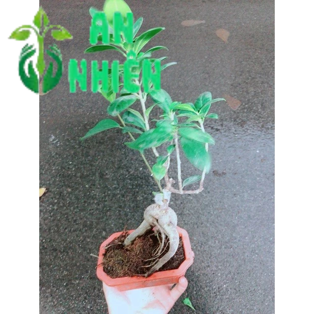 Chậu Cây Si Bonsai Nhật