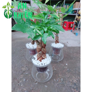 Kim Ngân Bính 3 Thân Thủy Sinh(kèm chậu)