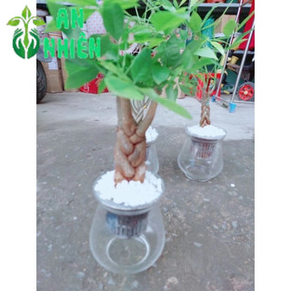 Kim Ngân Bính 3 Thân Thủy Sinh(kèm chậu)