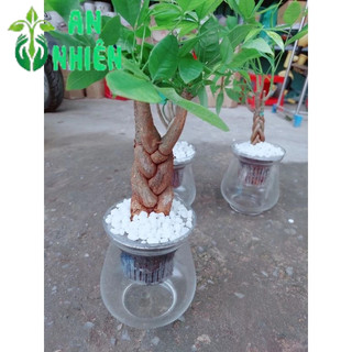 Kim Ngân Bính 3 Thân Thủy Sinh(kèm chậu)
