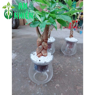 Kim Ngân Bính 3 Thân Thủy Sinh(kèm chậu)
