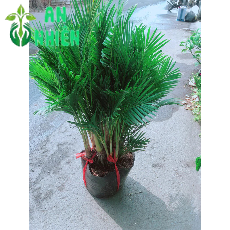 Cau Kiểng Hàng Đẹp Cao 80-100cm