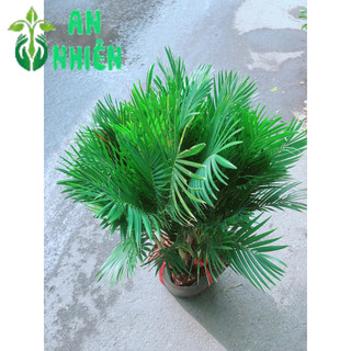 Cau Kiểng Hàng Đẹp Cao 80-100cm