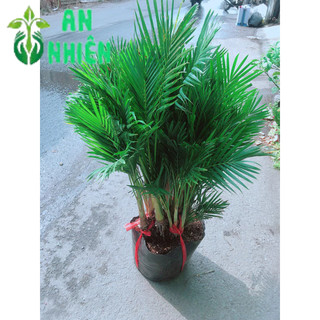 Cau Kiểng Hàng Đẹp Cao 80-100cm