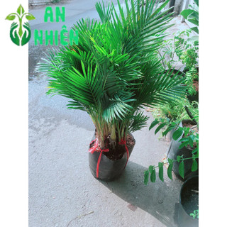 Cau Kiểng Hàng Đẹp Cao 80-100cm