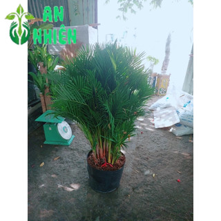 Cau Kiểng Hàng Đẹp Cao 80-100cm