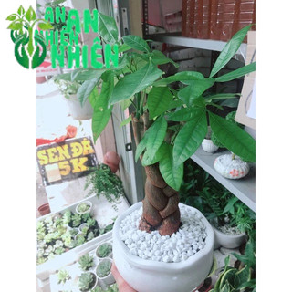 Chậu kim ngân thắt bím 3 thân