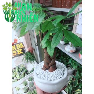 Chậu kim ngân thắt bím 3 thân