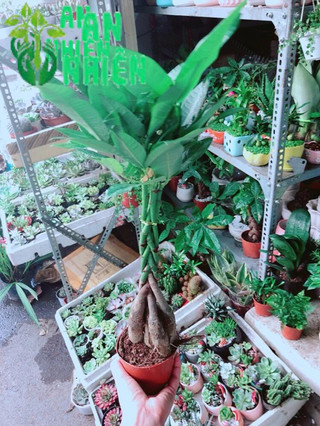 Chậu Kim Ngân 5 Thân