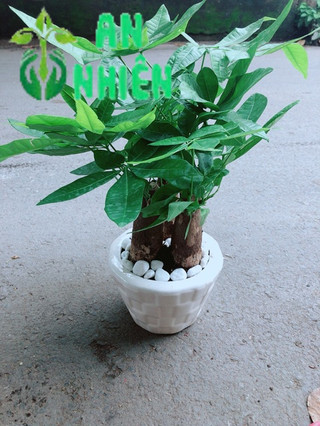 Chậu Kim Ngân 3 Thân Để Bàn 25-30cm