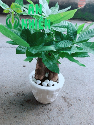 Chậu Kim Ngân 3 Thân Để Bàn 25-30cm