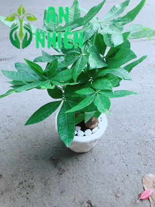 Chậu Kim Ngân 3 Thân Để Bàn 25-30cm