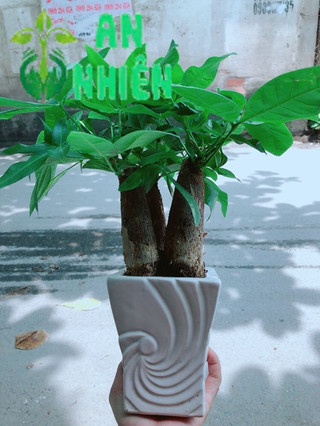 Chậu Kim Ngân 3 Thân