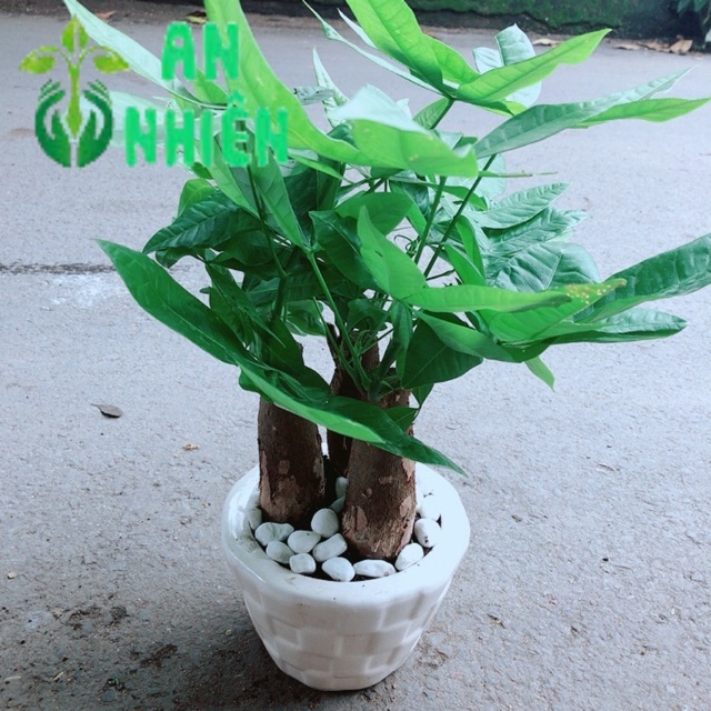 Chậu Kim Ngân 3 Thân Để Bàn 25-30cm