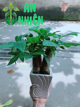 Chậu Kim Ngân 3 Thân