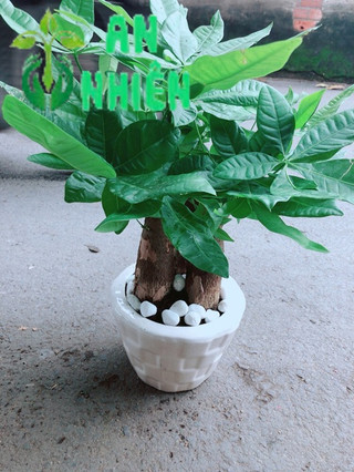 Chậu Kim Ngân 3 Thân Để Bàn 25-30cm