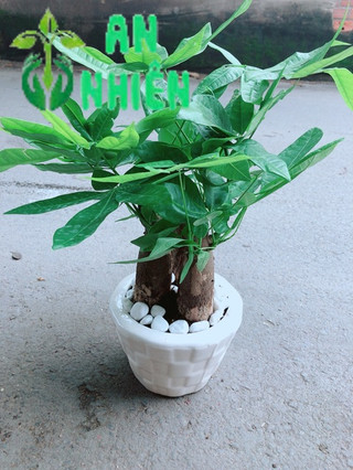 Chậu Kim Ngân 3 Thân Để Bàn 25-30cm