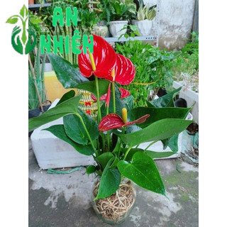 Chậu Hồng Môn Thủy Sinh