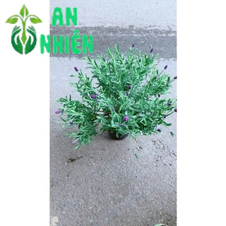 Cây Oải Hương Cao 30cm