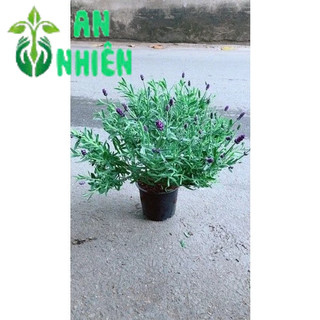 Cây Oải Hương Cao 30cm