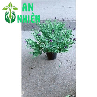 Cây Oải Hương Cao 30cm
