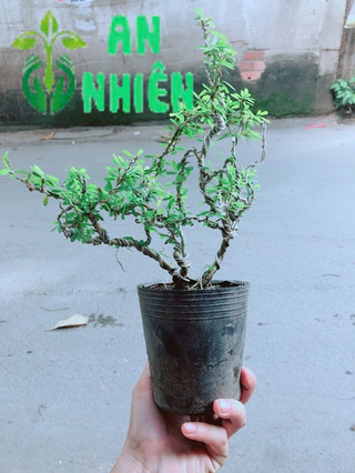 Cây Linh Sam Bonsai