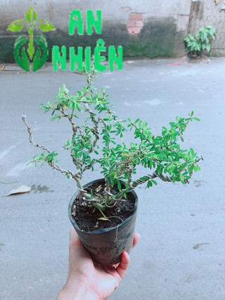 Cây Linh Sam Bonsai