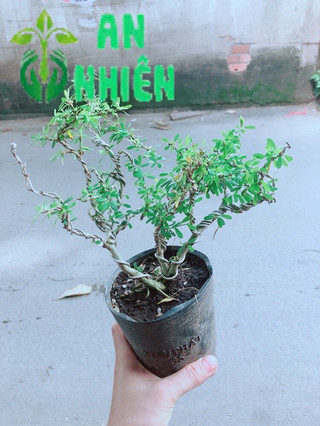 Cây Linh Sam Bonsai