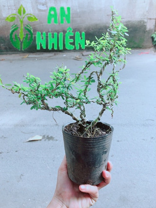 Cây Linh Sam Bonsai