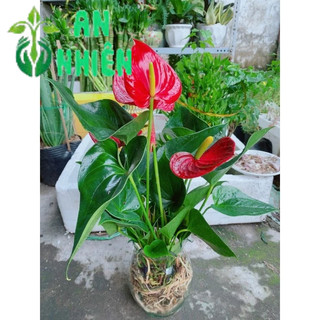 Chậu Hồng Môn Thủy Sinh