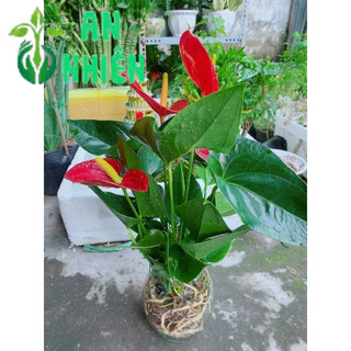 Chậu Hồng Môn Thủy Sinh