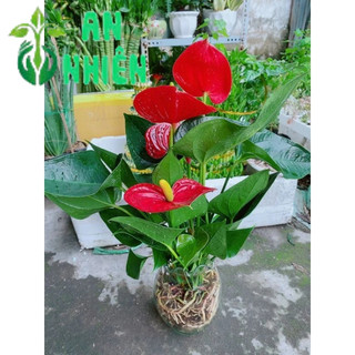 Chậu Hồng Môn Thủy Sinh