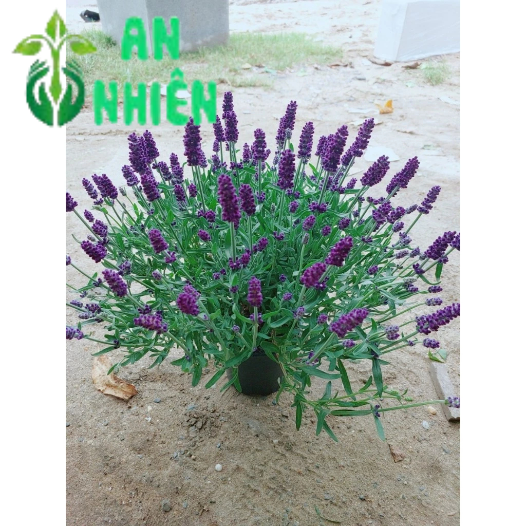 Cây Oải Hương Cao 30cm