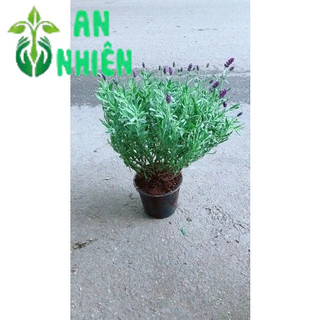 Cây Oải Hương Cao 30cm